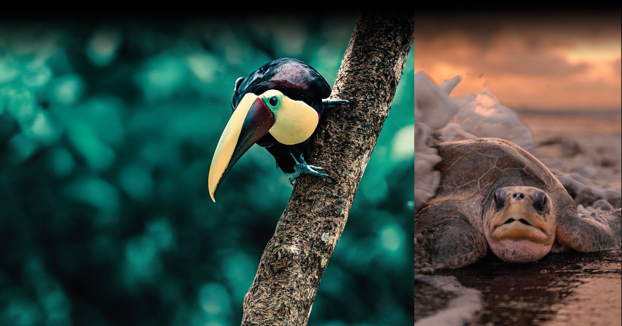 A toucan on a branch beside a sea turtle on the beach at sunset in Nosara, Costa Rica